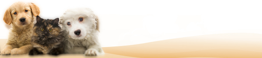 旅行に行こう！温泉に行こう！老後の楽しみ